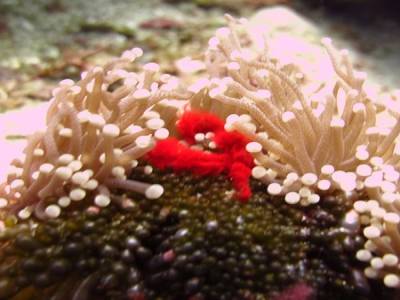 Crabe Orang Outan