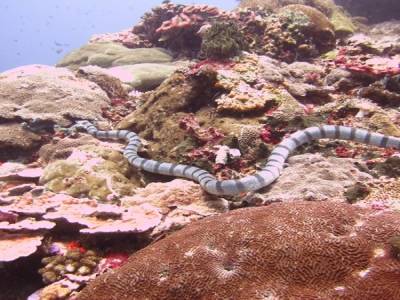 Serpent de mer