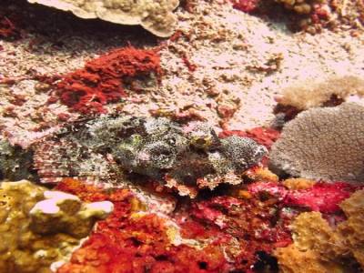Poisson scorpion