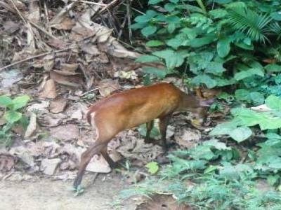 Une biche rencontrée près d'un refuge au Taman Négara
