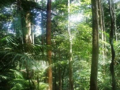 La jungle du Taman Négara