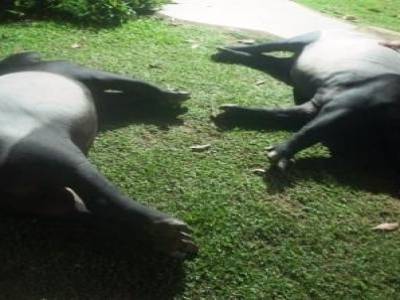 Tapirs
