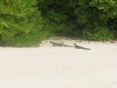 Varans sur une plage de Pulau Kapas. Nous n'avons pas réussit à deviner s'ils se battaient ou s'ils batifolaient...