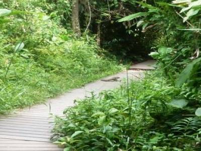 Varan rencontré sur notre chemin au Taman Négara