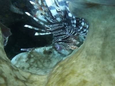 Poisson scorpion