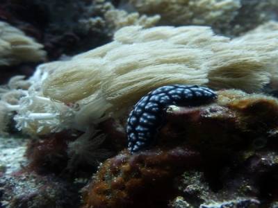 Nudibranche dans le courant