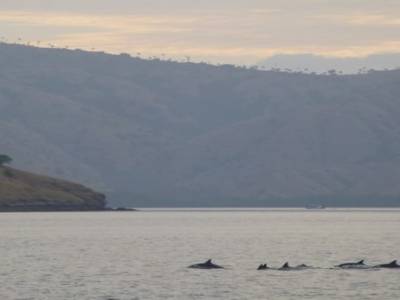 Dauphins!!!!!
