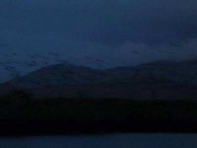 Chauve souris géantes (flying fox) au coucher de soleil