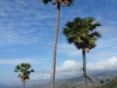 Trek sur l'Il de Komodo