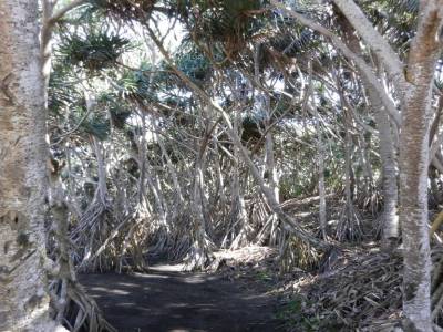 Arbres de la White sandy beach