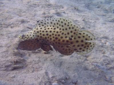 baramundi