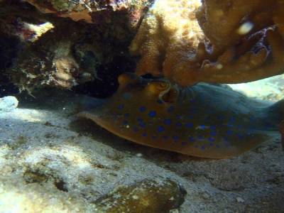 Une jolie blue spotted ray