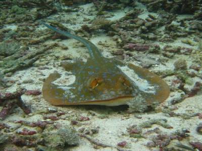 Une jolie blue spotted ray