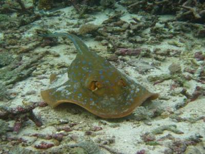 Une jolie blue spotted ray
