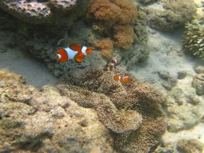 Des pitis poissons clowns