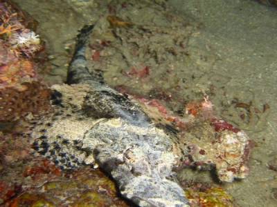 Poisson crocodile