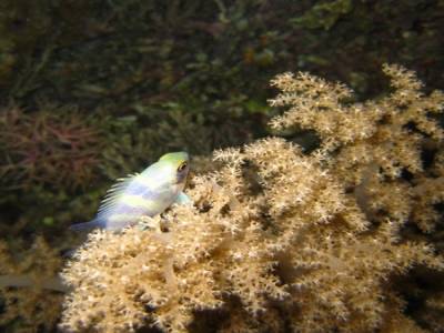 Damsel fish