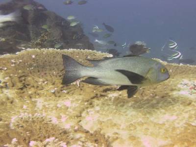 Un poisson