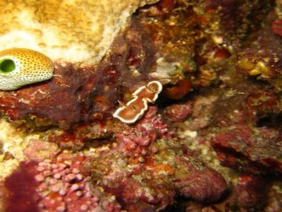 Nudibranche