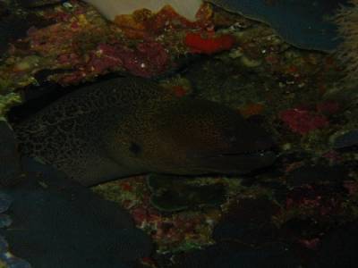 Murène