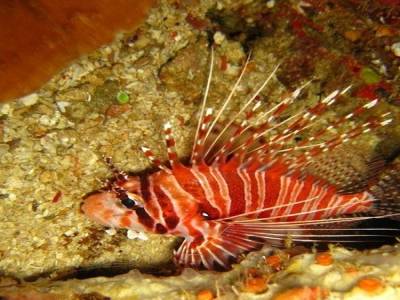 Lion Fish
