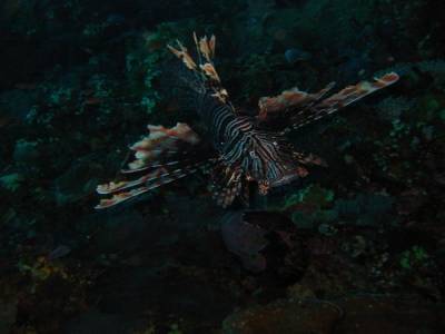 Lion Fish