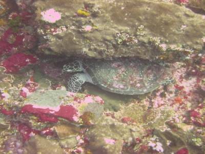 Tortue