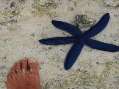 Ile des pins