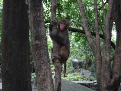 Le singe