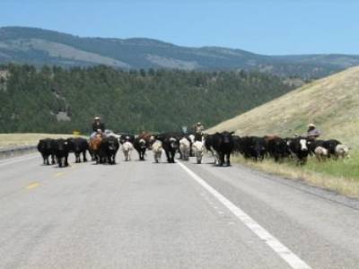 Attente du passage des boeufs