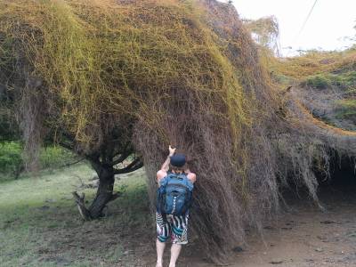 arbre halloween ?