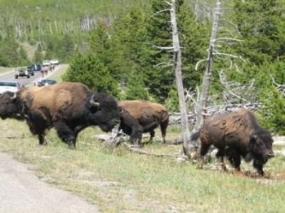 Des bisons sur la route