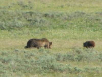 les grizzly