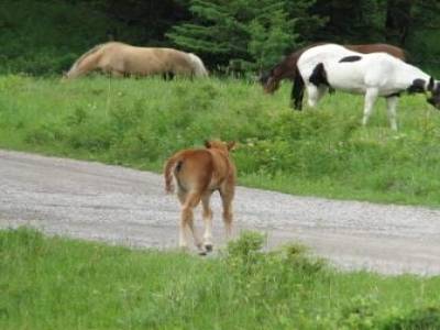 des chevaux sauvages
