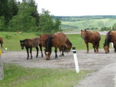 des chevaux sauvages