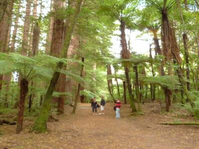 Forest near Rotorua