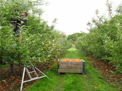 Picking apples