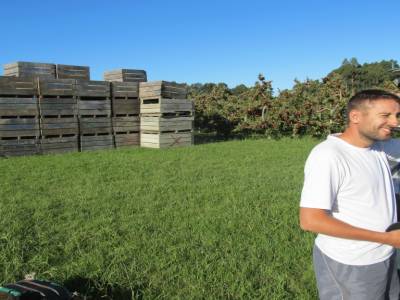 Picking apples