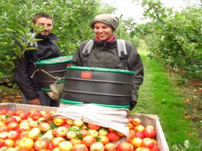 Picking apples