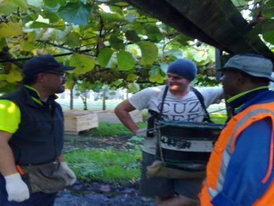 Picking kiwis