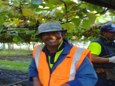 Picking kiwis