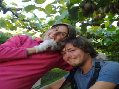 Picking kiwis