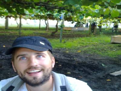 Picking kiwis