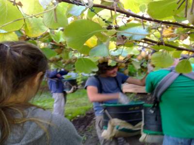 Picking kiwis
