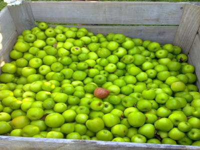 Picking apples