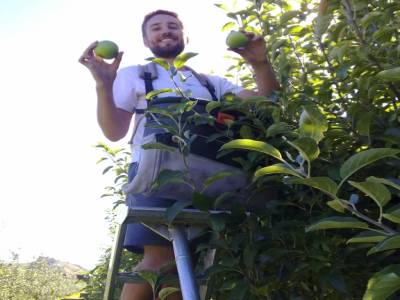 Picking apples