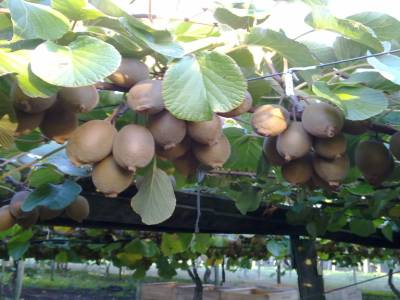 Picking kiwis