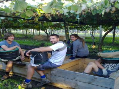 Picking kiwis