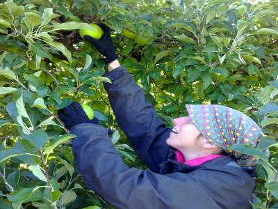 Picking apples