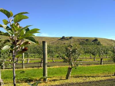 Picking apples